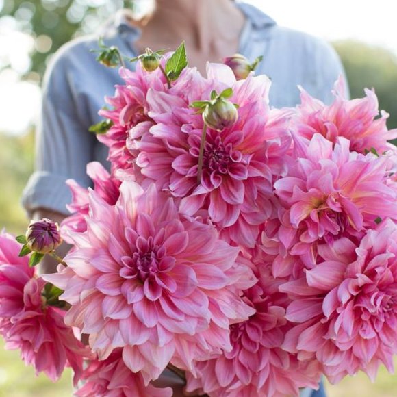 Meet your Posher, Erika - Picture 4 of 6